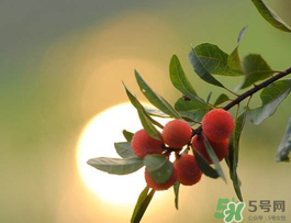 楊梅可以帶上飛機(jī)嗎？飛機(jī)能帶楊梅嗎？