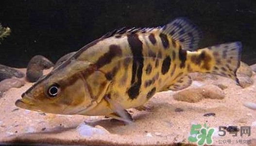 鱖魚怎么養(yǎng)？鱖魚養(yǎng)殖技術(shù)