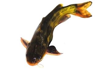 黃顙魚有毒嗎？黃顙魚的營養(yǎng)價值