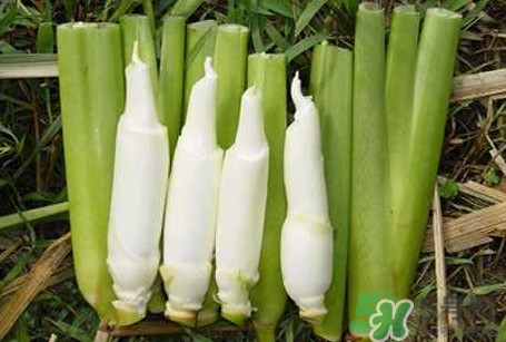 茭白怎么處理？茭白要去皮嗎