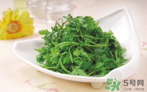 菊花腦孕婦能吃嗎？孕婦可以吃菊花腦嗎