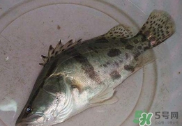 鱖魚怎么讀？鱖魚是什么魚