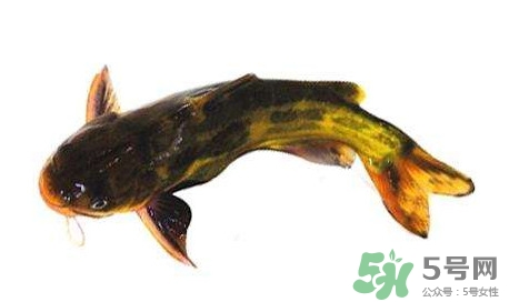 黃顙魚有毒嗎？黃顙魚的營養(yǎng)價值