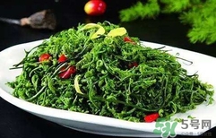 菊花腦怎么種？菊花腦怎么摘