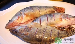 鱖魚是桂魚嗎？鱖魚和桂魚的區(qū)別