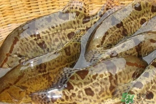 鱖魚是海魚嗎？鱖魚是淡水魚還是海魚