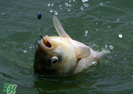 小滿怎么釣魚？小滿釣魚技巧