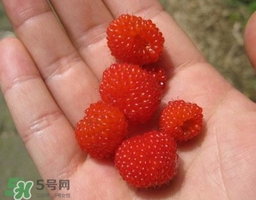覆盆子的熱量高嗎？覆盆子可以減肥嗎？