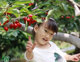 5月份還有櫻桃摘嗎？5月份哪里可以摘櫻桃？