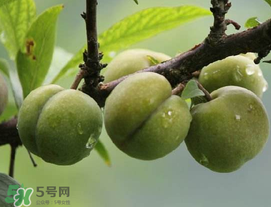 吃李子牙齒酸怎么辦？為什么吃多了李子牙會(huì)酸？