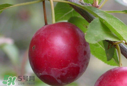 李子和蜂蜜能一起吃嗎？吃了李子可以喝蜂蜜嗎？