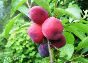 五月份有李子嗎？五月份的李子能吃嗎？