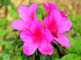 五月還有杜鵑花嗎？杜鵑花什么時(shí)候開(kāi)？