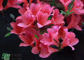 五月還有杜鵑花嗎？杜鵑花什么時(shí)候開(kāi)？