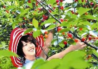 5月份還有櫻桃摘嗎？5月份哪里可以摘櫻桃？