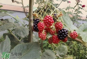 盆栽樹(shù)莓怎么養(yǎng)？盆栽樹(shù)莓的種植方法