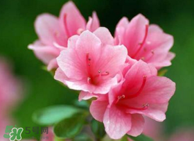 五月還有杜鵑花嗎？杜鵑花什么時(shí)候開(kāi)？