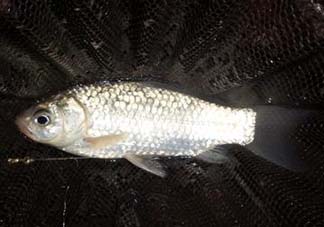 小滿怎么釣魚？小滿釣魚技巧
