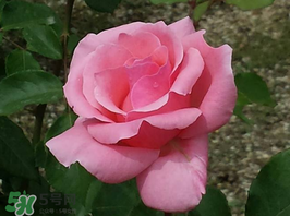 小滿開什么花？小滿節(jié)氣開的植物