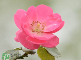 小滿開什么花？小滿節(jié)氣開的植物
