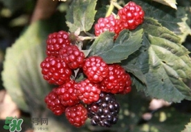 刺泡是山莓嗎？刺泡和山莓的區(qū)別