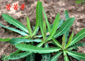 苦苦菜怎么腌制？怎樣腌制苦苦菜？