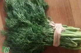 茴香菜是什么菜？茴香菜是香菜嗎