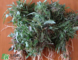 苦菜根能吃嗎？苦菜根的功效與作用