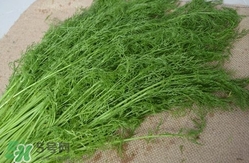 茴香包餃子用焯水嗎？茴香做餡需要焯水嗎