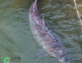 端午節(jié)好釣魚嗎?？端午節(jié)可以釣魚嗎？