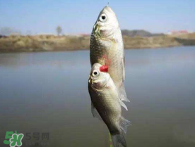 端午節(jié)好釣魚嗎?？端午節(jié)可以釣魚嗎？
