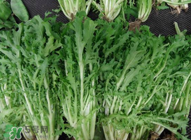苦菜和羊肉能一起吃嗎？苦菜能和羊肉一起吃嗎？
