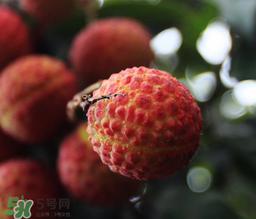 荔枝一天吃多少合適？荔枝一天最多吃幾個(gè)？