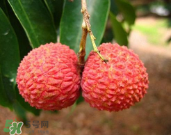 荔枝一天吃多少合適？荔枝一天最多吃幾個(gè)？