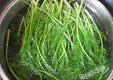 茴香菜是什么菜？茴香菜是香菜嗎