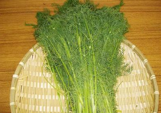 茴香菜什么時候種？茴香菜什么季節(jié)吃