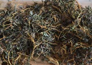 苦菜可以曬干嗎？苦菜怎么曬干？