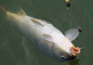 端午節(jié)好釣魚嗎?？端午節(jié)可以釣魚嗎？