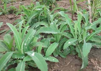 苦菜多少錢一斤？苦菜多少錢一斤2017？