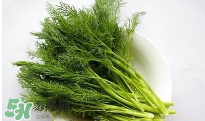 茴香菜怎么做好吃？茴香菜怎么炒好吃