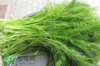 茴香菜是酸性還是堿性？什么人不能吃茴香菜