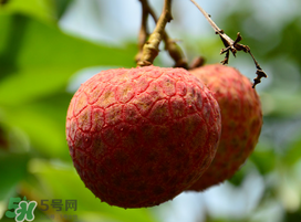 掛綠荔枝為什么那么貴？為什么掛綠荔枝這么貴？
