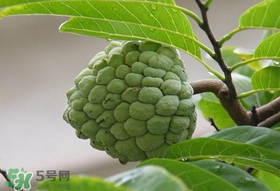 釋迦果怎么保存？釋迦怎么保存時間長？
