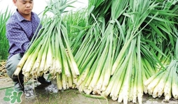 茭白是什么菜？茭白是什么植物
