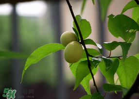 哪些人不能吃青梅？青梅的禁忌
