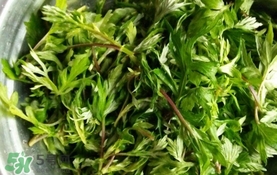 艾葉是什么植物？艾葉和艾草是一回事嗎？