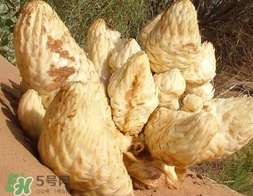 肉叢蓉怎么吃補(bǔ)腎？肉蓯蓉的食用方法