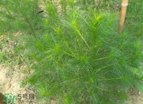 豬毛菜怎么做好吃？豬毛菜怎么吃好吃