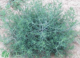 豬毛菜怎么做好吃？豬毛菜怎么吃好吃