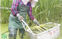 茭白是什么菜？茭白是什么植物